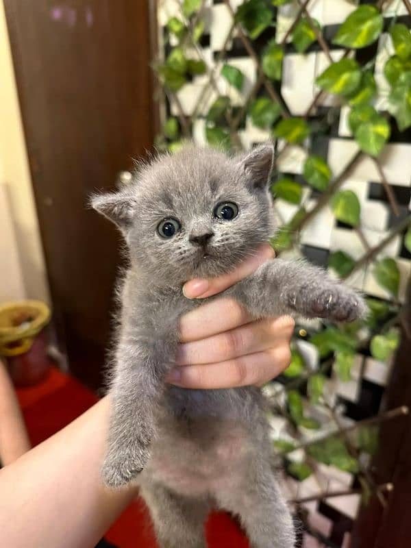 Scottish fold available 3