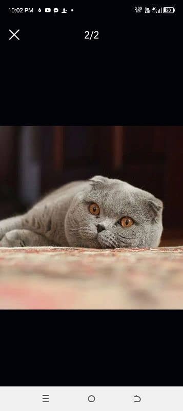 Scottish fold available 4