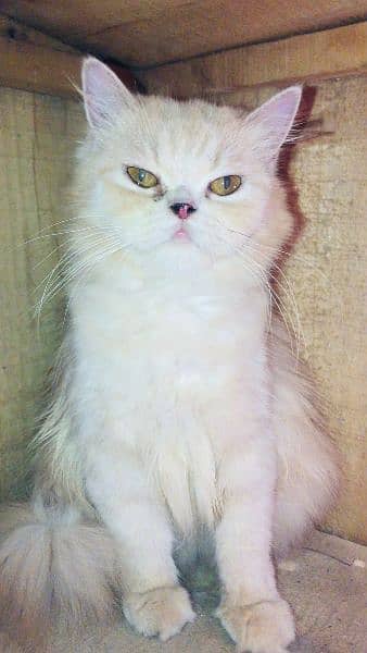 punch face  Female cat with babies03032669466 1