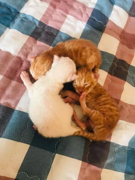 punch face  Female cat with babies03032669466 2