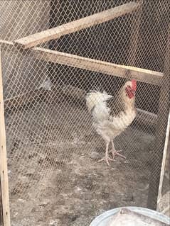 Sussex  Aseel / hens /Aseel for sale