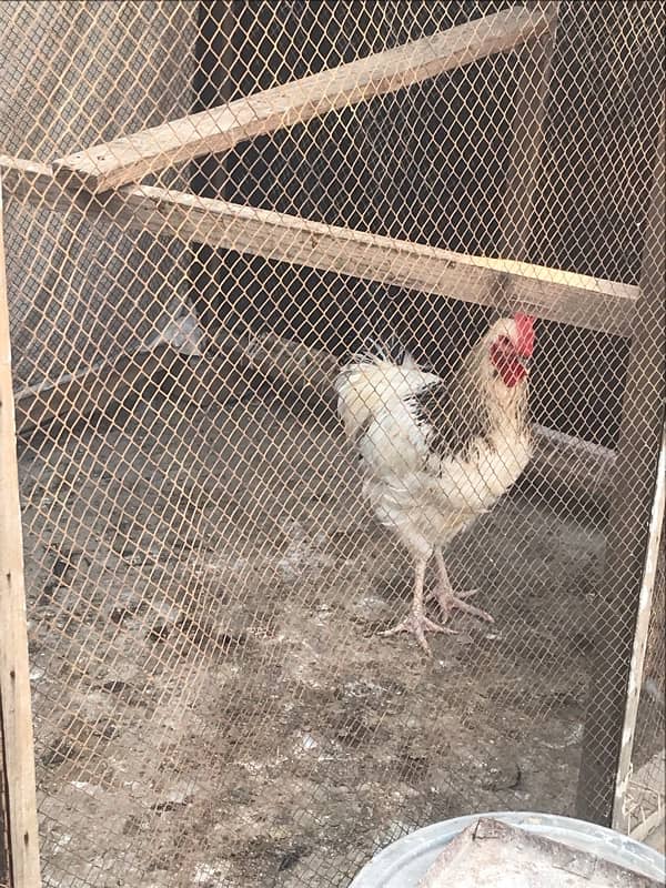 Sussex  Aseel / hens /Aseel for sale 0