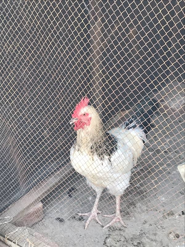 Sussex  Aseel / hens /Aseel for sale 1