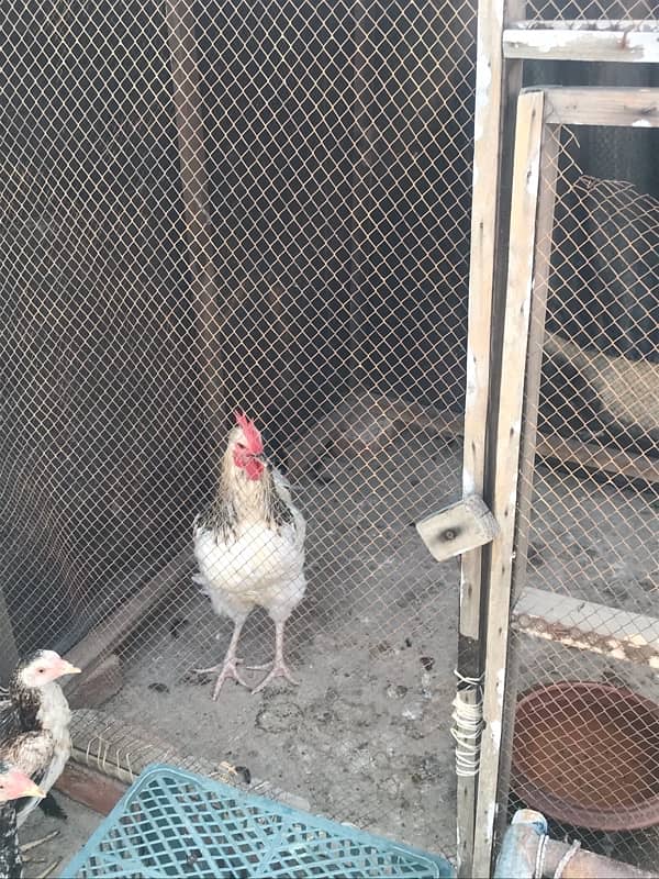 Sussex  Aseel / hens /Aseel for sale 2