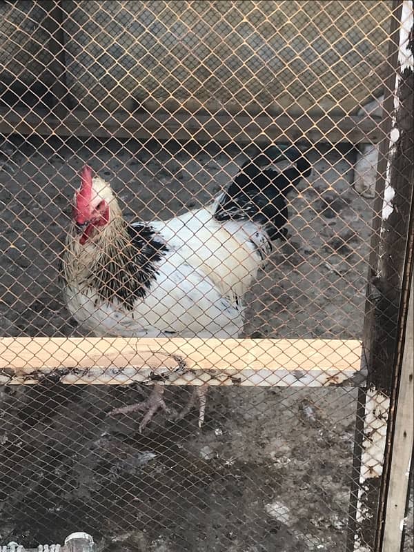 Sussex  Aseel / hens /Aseel for sale 3