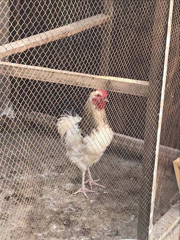 Sussex  Aseel / hens /Aseel for sale 4