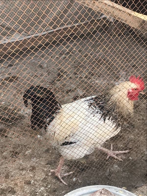 Sussex  Aseel / hens /Aseel for sale 5