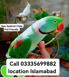 Hand Tamed Full Friendly Kashmiri Raw Male Parrot Jumbo Size