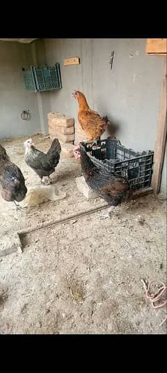 Ghar ki egg laying hens 0