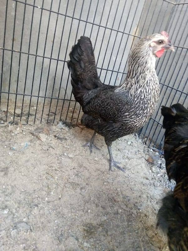 Ghar ki egg laying hens 2