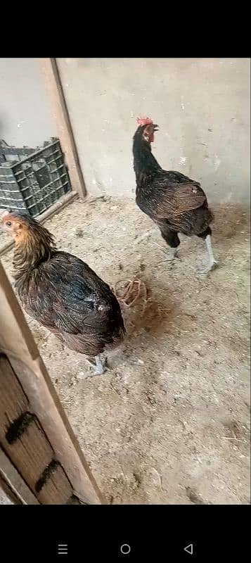 Ghar ki egg laying hens 4