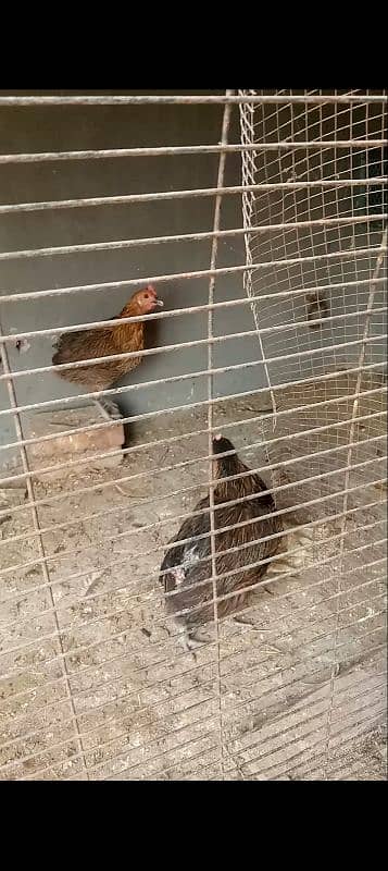 Ghar ki egg laying hens 5