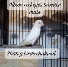 Albino redeyes breeder male