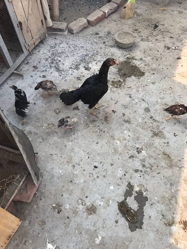 Sussex  Aseel / hens /Aseel for sale 6