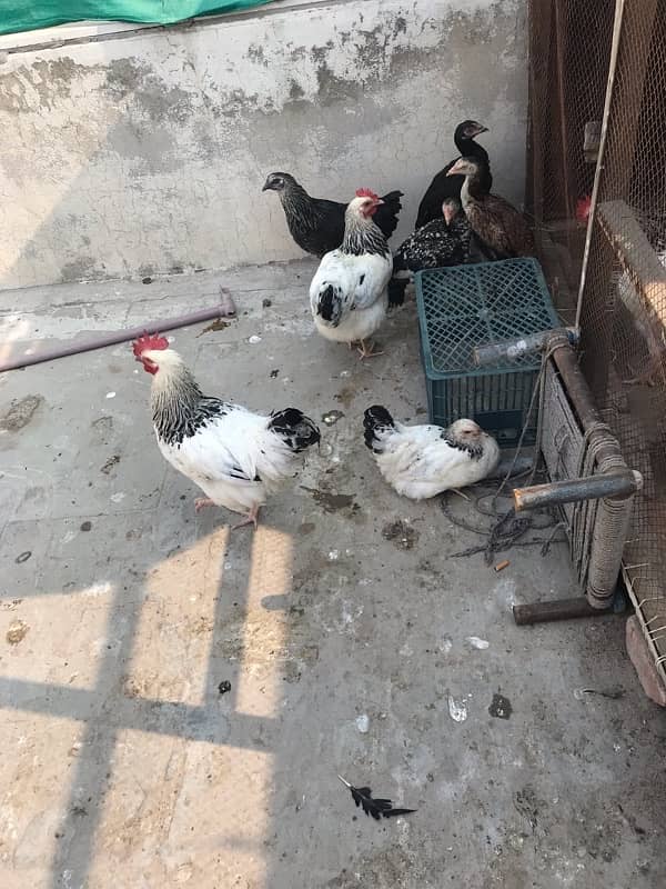 Sussex  Aseel / hens /Aseel for sale 7