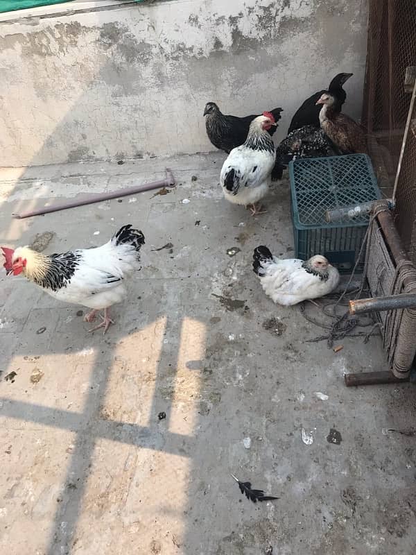 Sussex  Aseel / hens /Aseel for sale 8