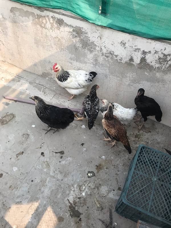 Sussex  Aseel / hens /Aseel for sale 9