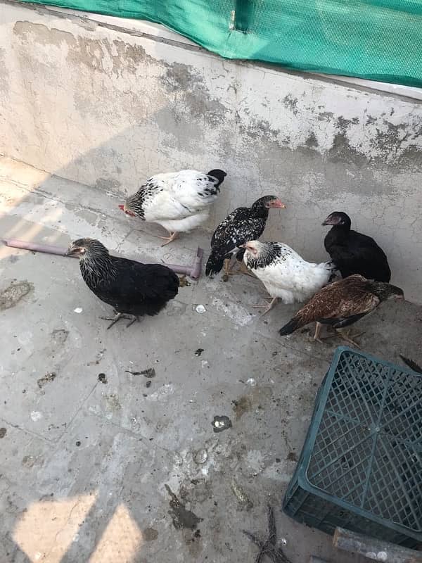 Sussex  Aseel / hens /Aseel for sale 11