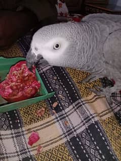 03266068445cal wathsap African grey parrot urgent for sale