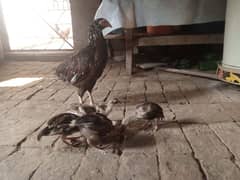 aseel murghee with 5 chicks