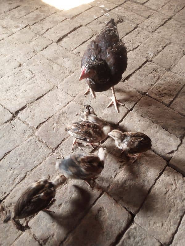 aseel murghee with 5 chicks 1