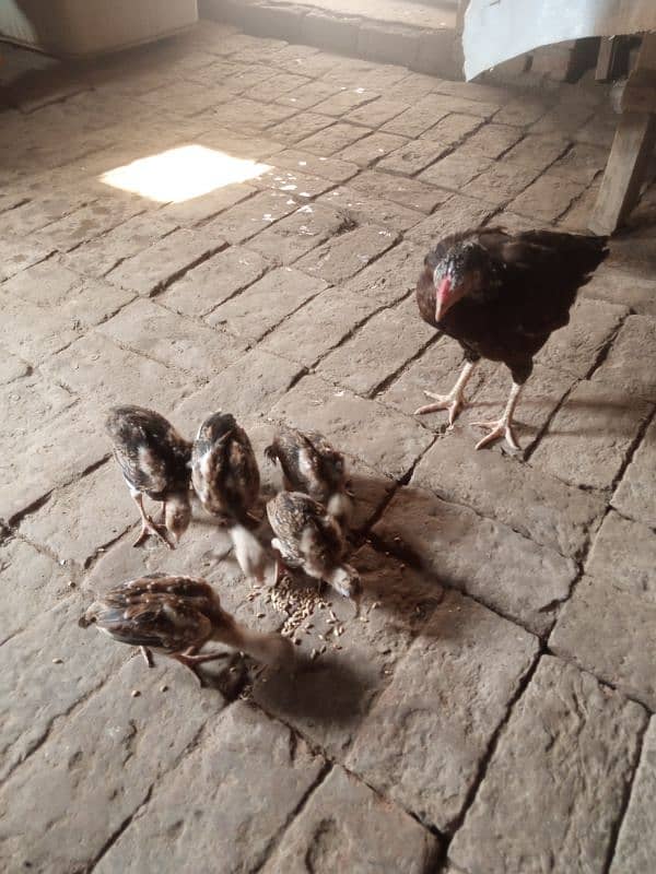 aseel murghee with 5 chicks 2