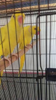 yalw ringnak barder pair . . . full active