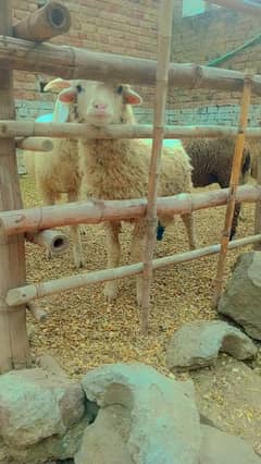 Australian Long Tail Sheep