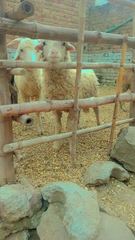 Australian Long Tail Sheep 1