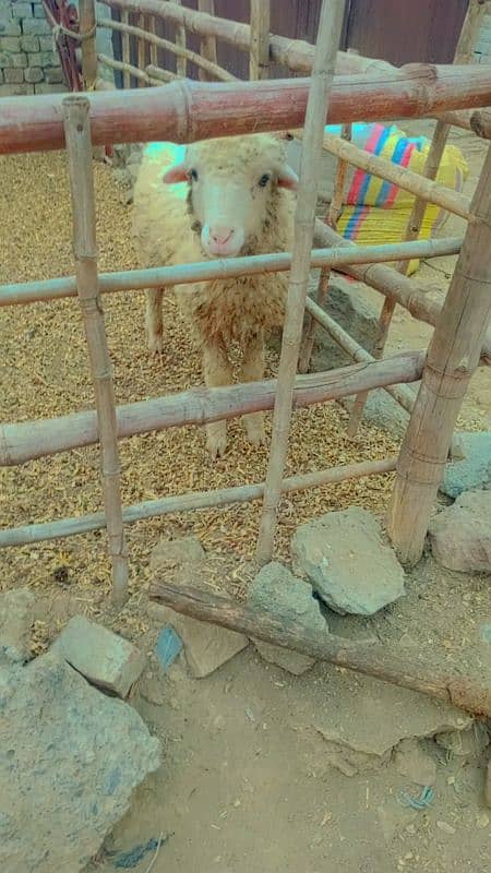 Australian Long Tail Sheep 2