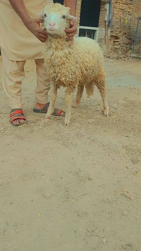 Australian Long Tail Sheep 3