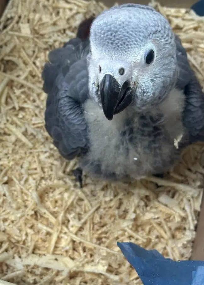 African grey parrot for sale. 0319-4340-226 1