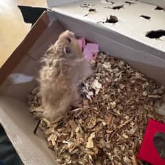 adult male hamster 0