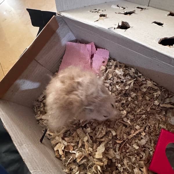 adult male hamster 1