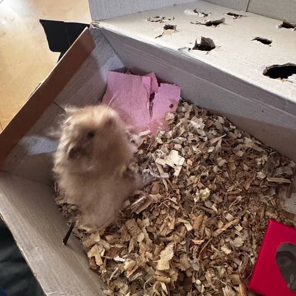 adult male hamster 2