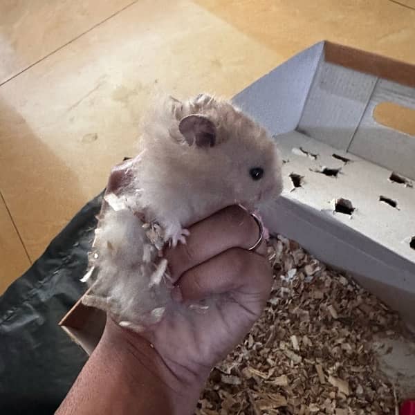 adult male hamster 3