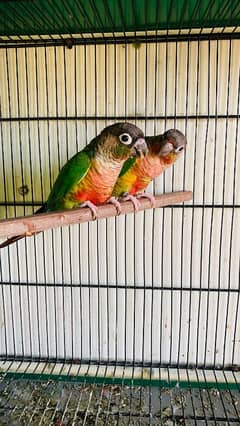 green cheek conure