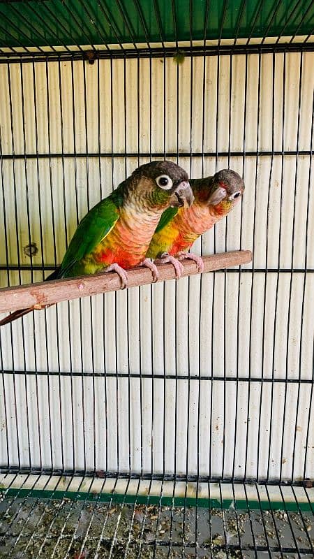 green cheek conure 0