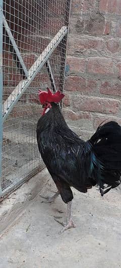 Australorp