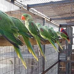 Indian Alexandrine Raw wildlife ®