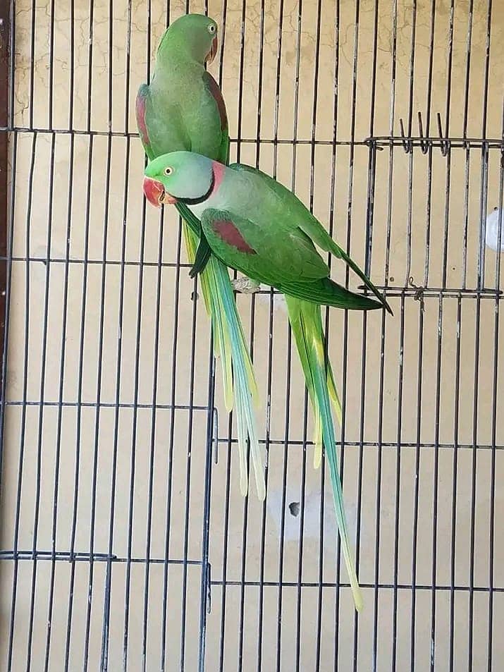 Indian Alexandrine Raw wildlife Licenced 2