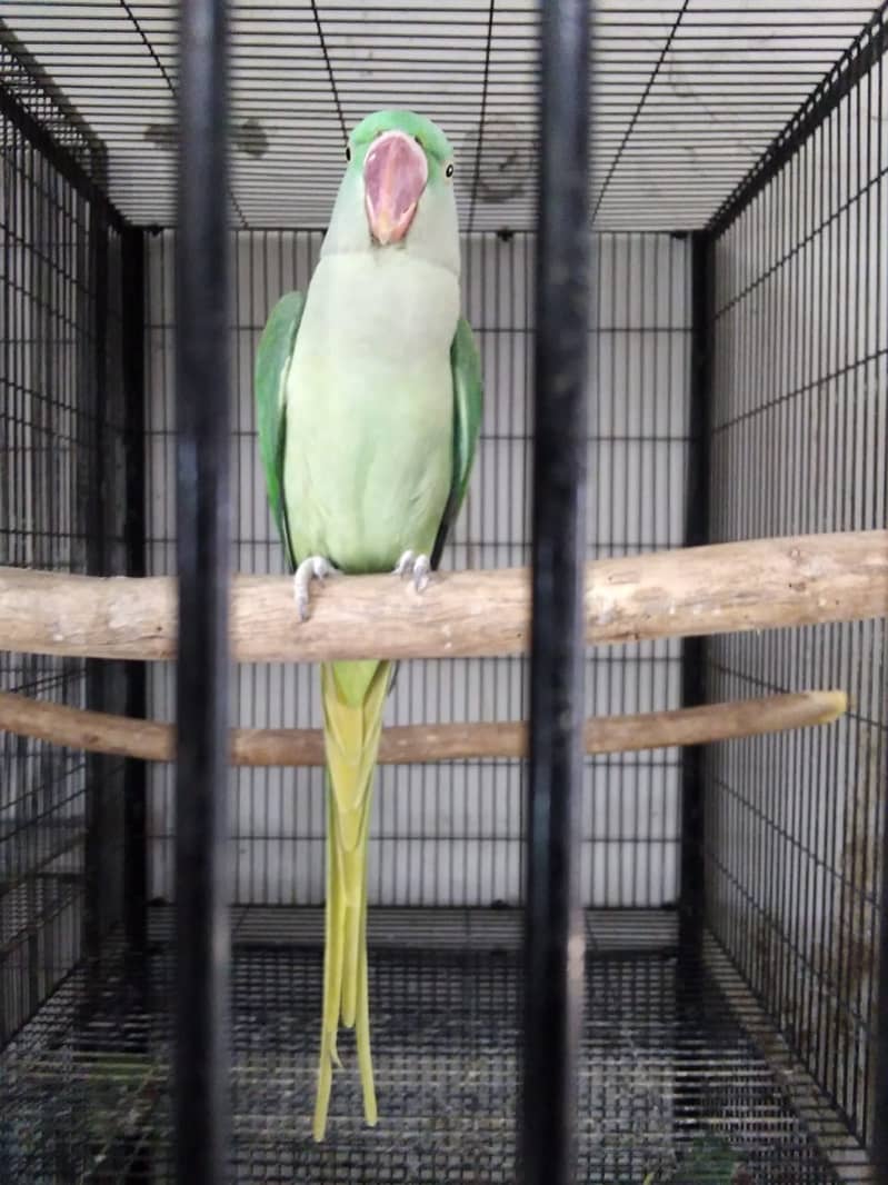 Indian Alexandrine Raw wildlife Licenced 5