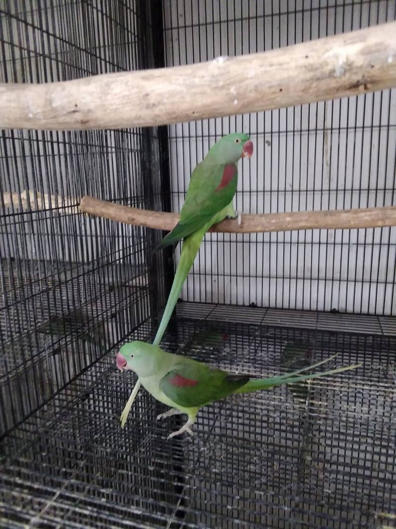 Indian Alexandrine Raw wildlife Licenced 6