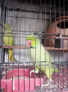 pair hai acha breeding pair hi