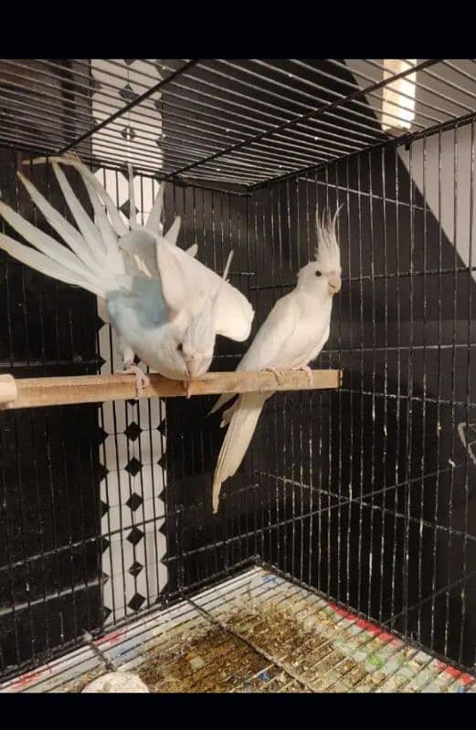 Cocktail breeder pair for sale 2