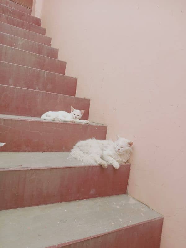 white Persian cat 0