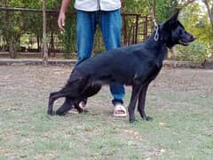 Black german shepherd matted female available for farm houses