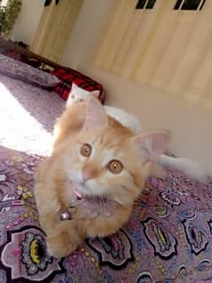 brown & white kitten persian