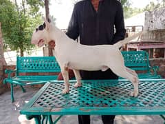 Imported English bull terrier puppies available for farm house's