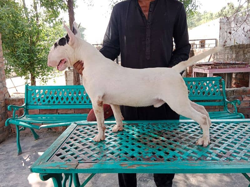 Imported English bull terrier pair  available for farm house's 1